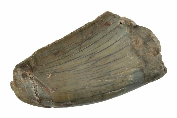 Rare, Serrated, Megalosaurid (Marshosaurus) Tooth - Colorado #245957